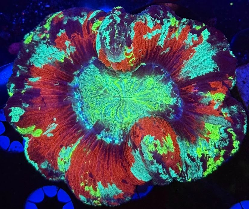 Santa Splatter Ultra Wellso (WYSIWYG)