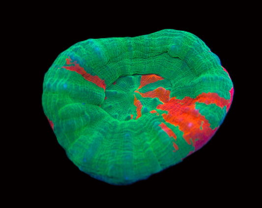 Bleeding Apple Scolymia