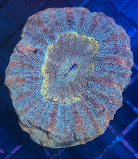 Acanthophyllia (Indo Ultra Pastel)