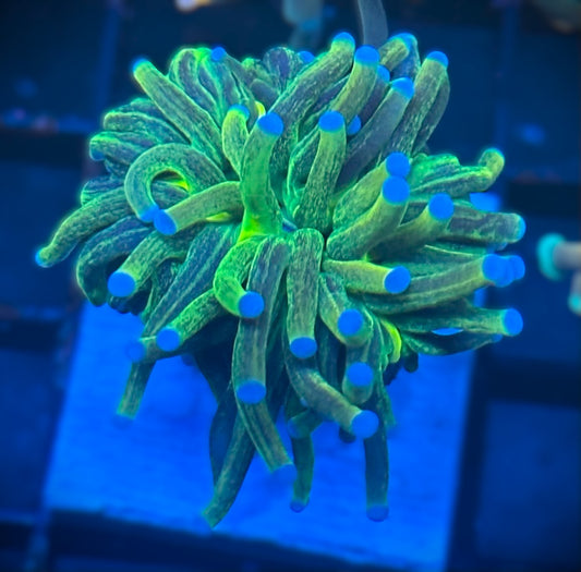 Malaysian Glitter Holy Grail Torch Coral