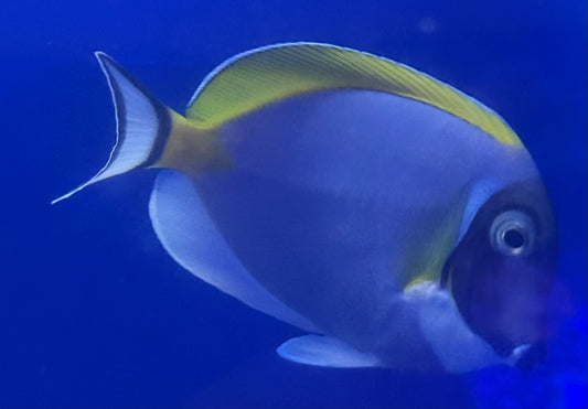 Powder Blue Tang (Acanthurus leucosternon)