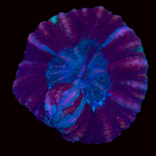 Ultra Button Scoly (Scolymia australis)