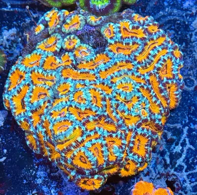 Aussie Large Acan Colony