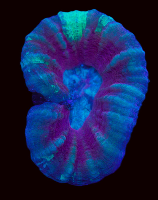 Ultra Rainbow Scolymia